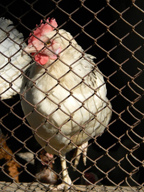 廬的青訓球 廬的青訓球